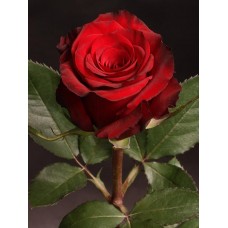Roses - Red Paris